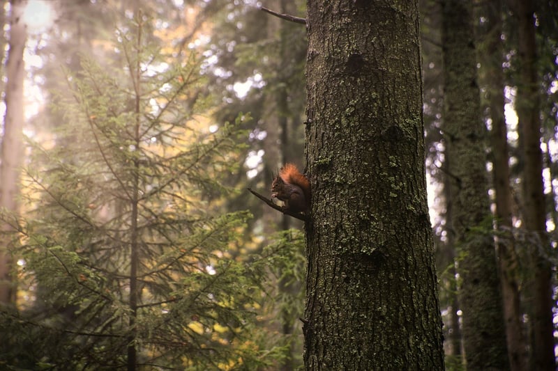 Nature Mindfulness Walks